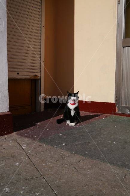 길냥이,고양이,cat,하품,고냥이,동물,animal,포유류,mammal,고양이,cat,kitten,kitty