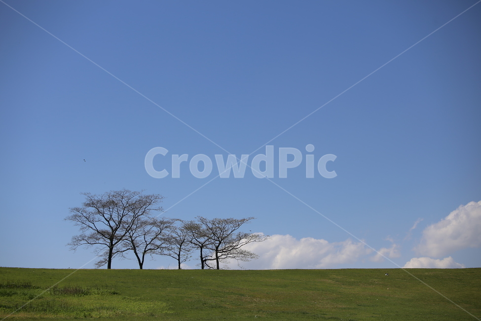 나무,하늘,구름,자연,잔디,sky