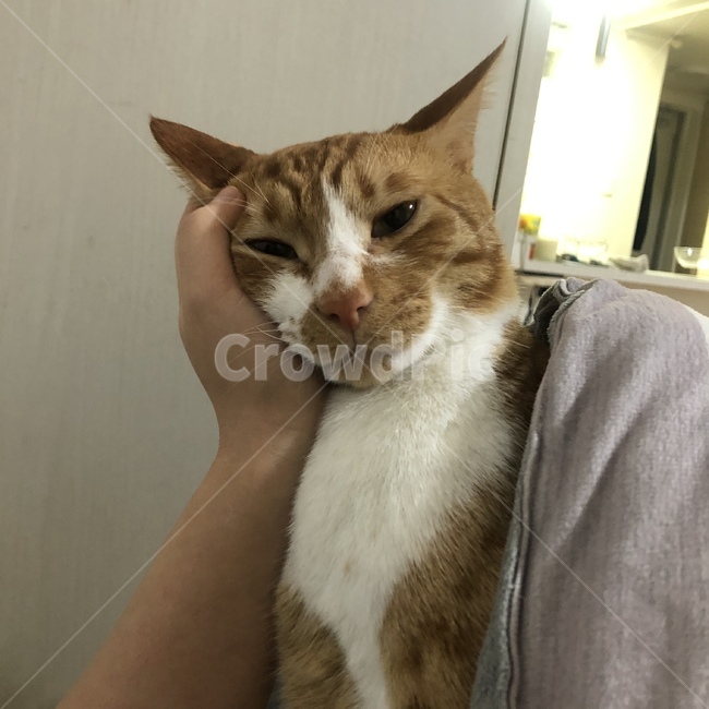 고양이,동물,animal,cat,코숏,졸려
