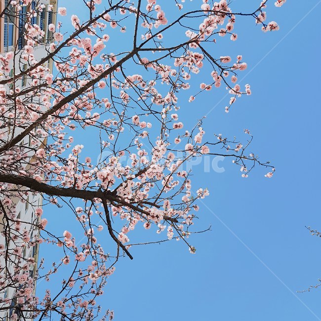 벚꽃,봄,하늘,맑음,꽃,spring,blossom,flower,sky,pink,blue,cherryblossom,꽃구경,자연,풍경