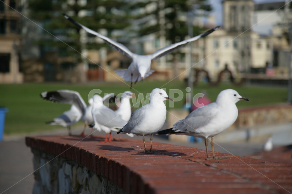 animal,동물,bird,새,seagull,갈매기,동물,animal,조류,새,birds