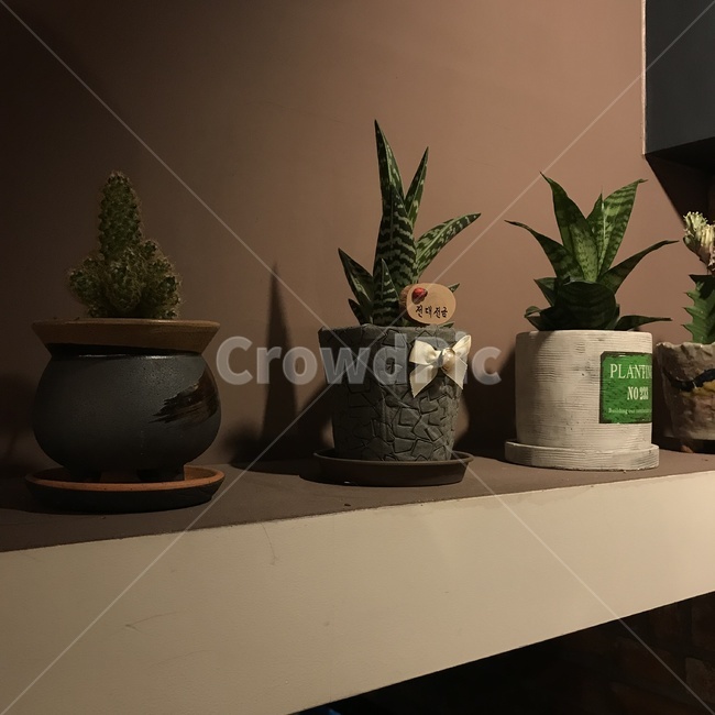 선인장,다육,미니식물,빈티지,작은,실내용화초,화분,화초,house plant