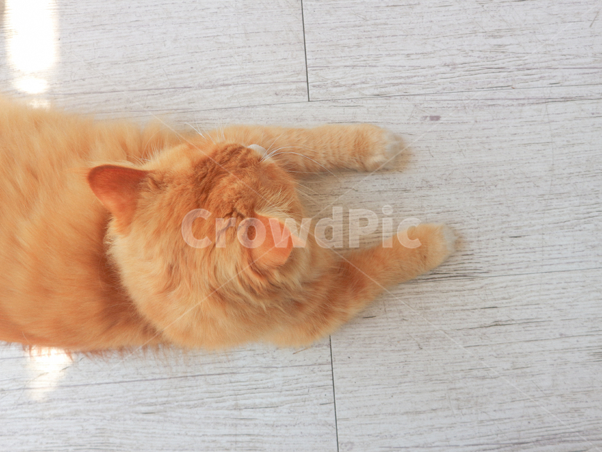 고양이,cat,햇살,동물,animall,brown,갈색,낮,sunny,sleep,sleepcat,낮잠자는고양이,애완묘,애완동물,pet