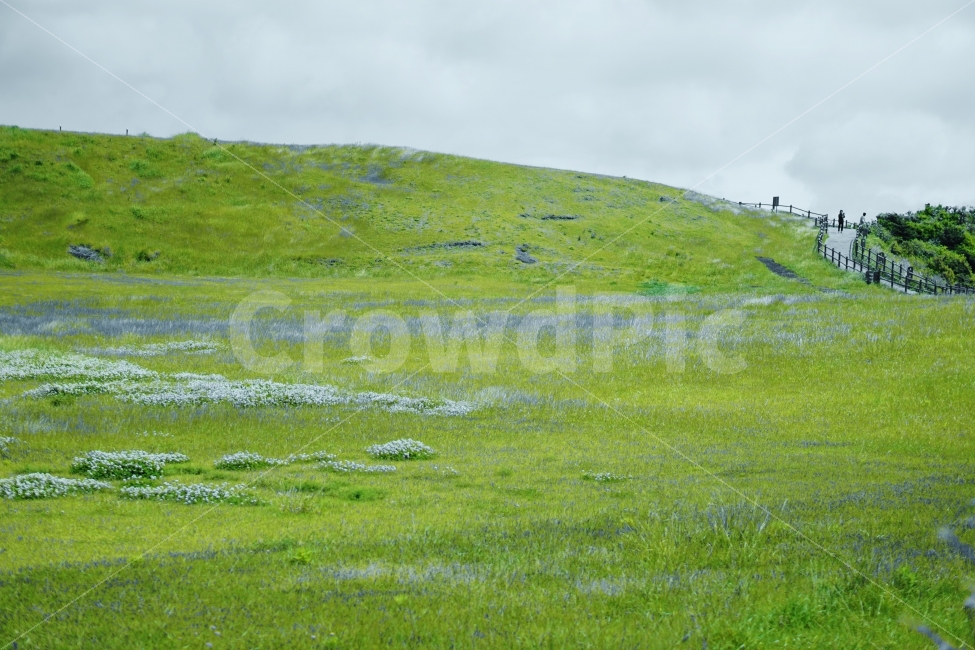 제주도,성산일출봉,풍경,들,흐림,풀밭,자연,풍경,nature,landscape,제주도,jeju,jeju island,outdoors,옥외,grassland,목초지,field