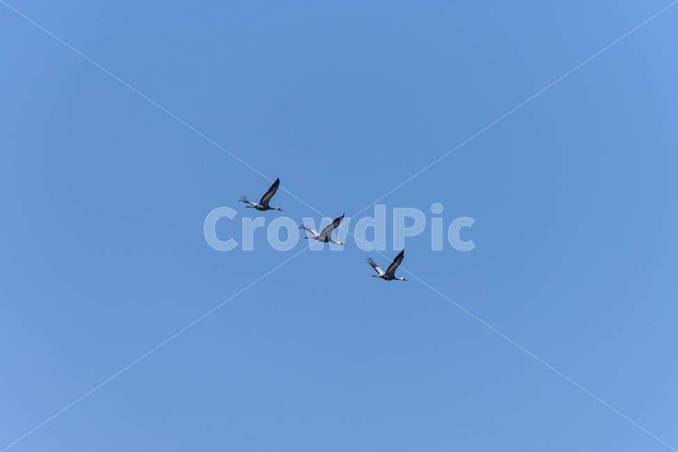 flying,나는,animal,동물,bird,새,wintervisitor,철새,겨울철새,migratorybirds,landscape,nopeople,sky,fly,하늘,재두루미,ashcrane,nature,wing,outdoors,동물,animal,조류,새,birds