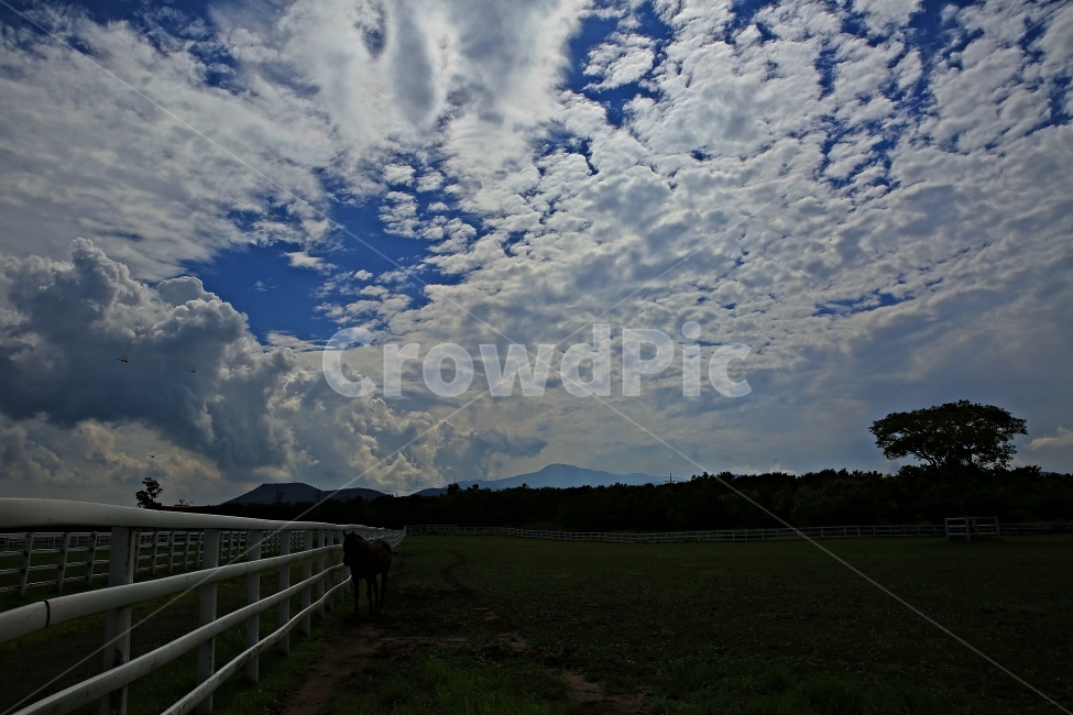 제주,제주의하늘,제주마목장,구름,제주여행,자연,풍경,nature,landscape,동물,animal,포유류,mammal,산업,industry,industrial,목축업,목장,livestock farming,ranching,pasture,weather,날씨,outdoors,옥외,field,들