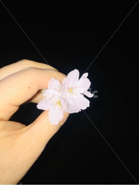 벚꽃,벚꽃축제,꽃,손,이쁨