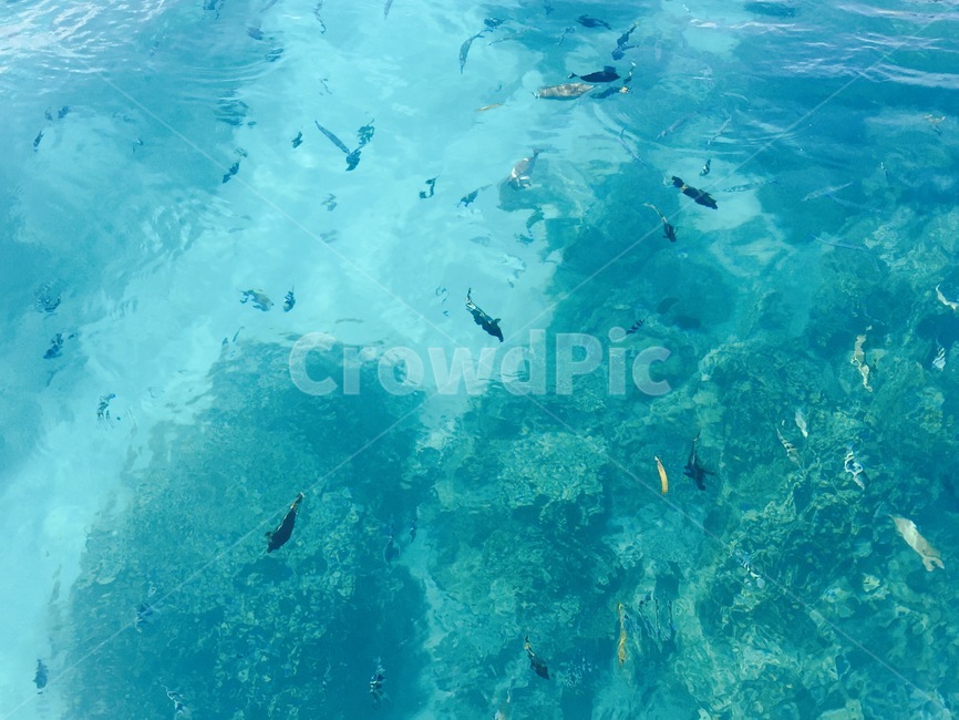 water,물,nature,자연,outdoors,fish,바다,sea,대양,ocean,옥외,물고기,animal,동물,어류,물고기,fish