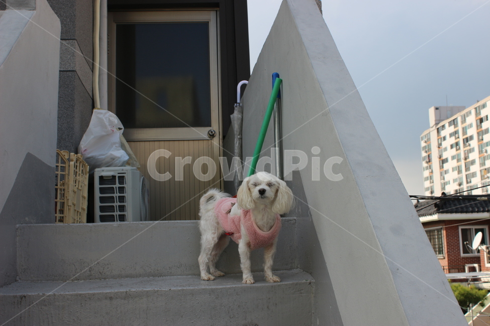 dog,mammal,animal,canine,pet,개,강아지,동물,분홍옷,계단,말티즈,동물,animal,포유류,mammal,개,강아지,dog,doggy
