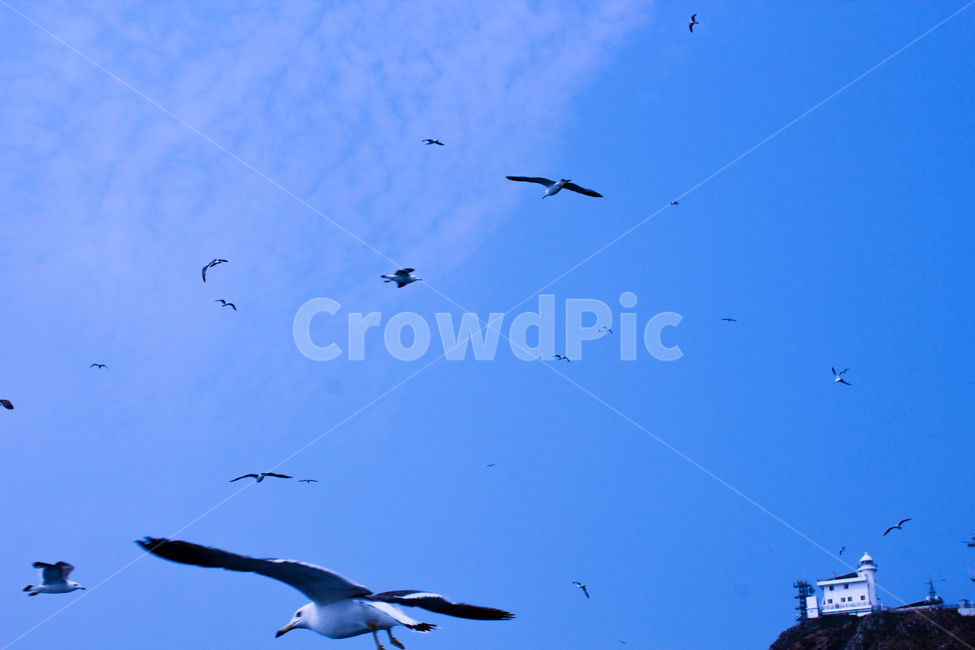 bird,새,animal,동물,flock,대군