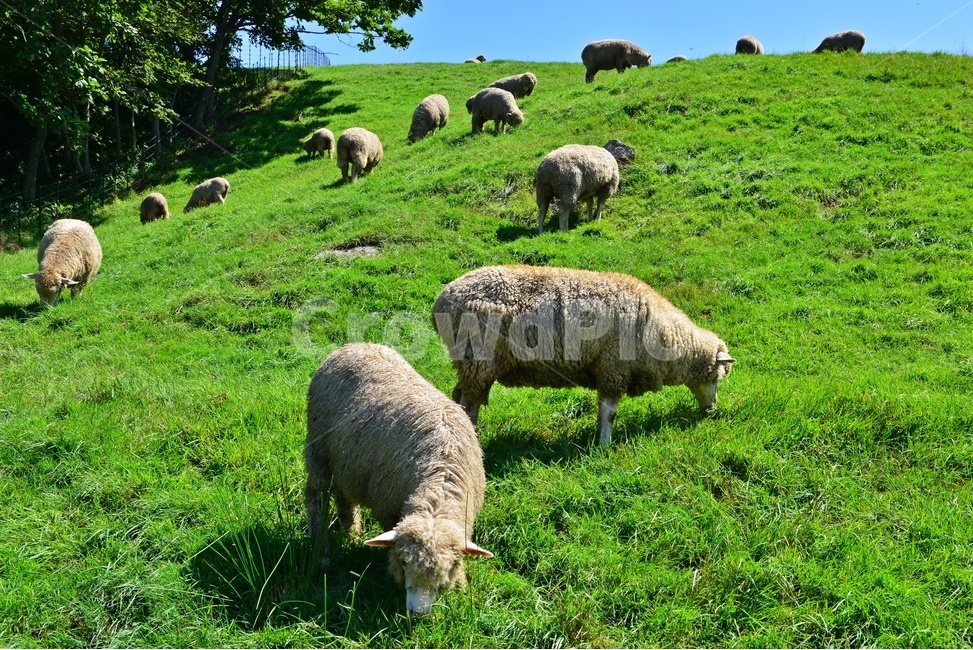 대관령,양떼목장,대관령양떼목장,grassland,목초지,field,들,outdoors,옥외,nature,자연,rural,농촌,farm,농장,pasture,목장,slope,경사,sheep,양,animal,동물,mammal,포유류,동물,animal,포유류,mammal