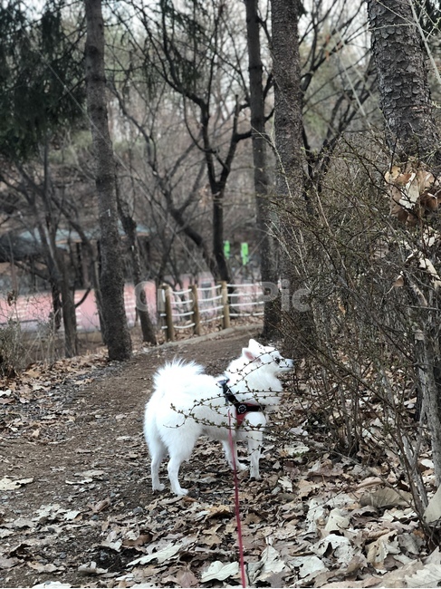 강아지,개,반려동물,애완동물,동물,스피츠,흰색,하얀개,눈,산책,숲속,나뭇잎,동물,animal,포유류,mammal,개,강아지,dog,doggy
