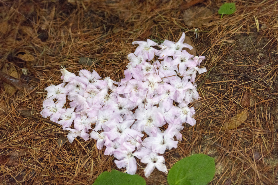 벚꽃,핑크,배경,하트,꽃잎,자연,봄,계절,spring,season,꽃,flower,감정표현,기분,feeling,emotion,plant,식물,geranium,제라늄,blossom