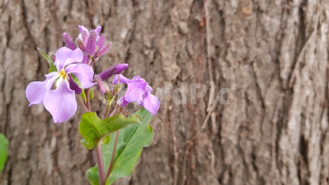아웃포커싱,배경,봄꽃,현충원,spring,season,나무둥치,고목,꽃수술,꽃봉오리,나무표피