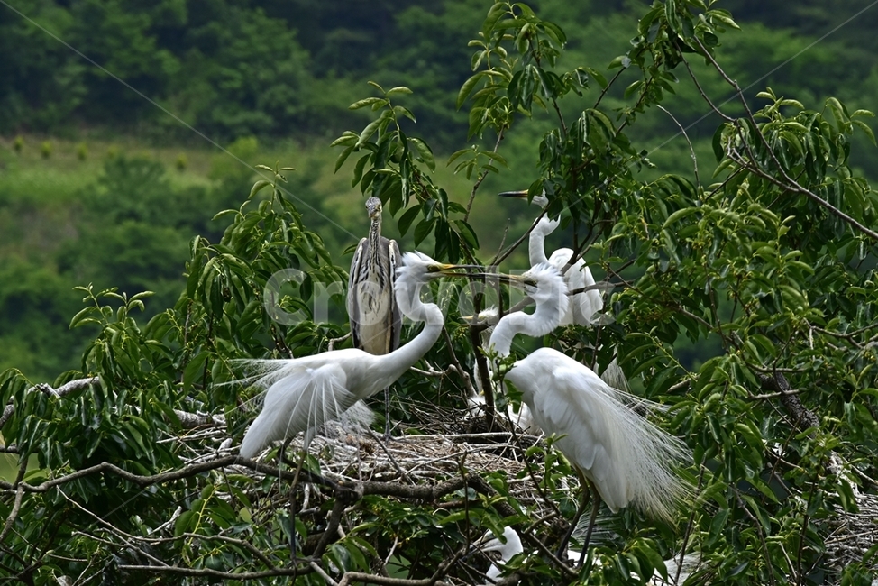 백로,egret,흰이슬,중대백로,여름새,철새,여름철새,외가리과,동물,animal,조류,새,birds