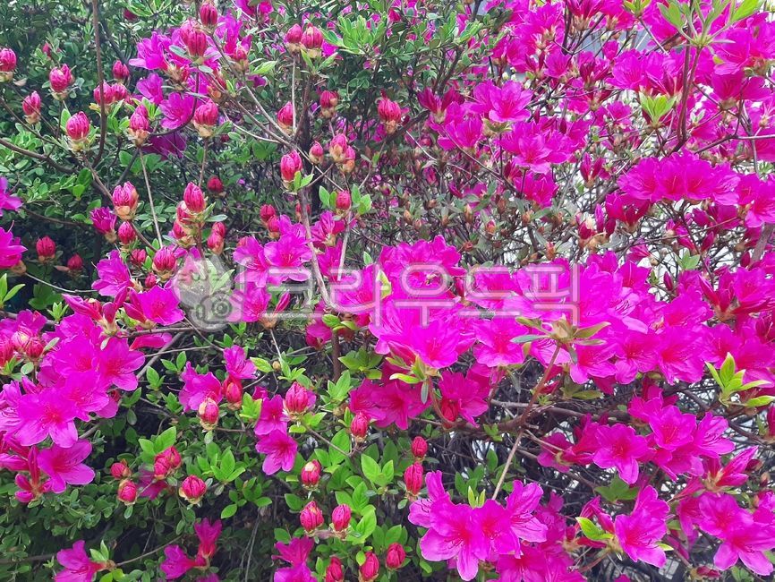 영산홍,flower,꽃,petal,꽃잎,봄꽃,나무,봄