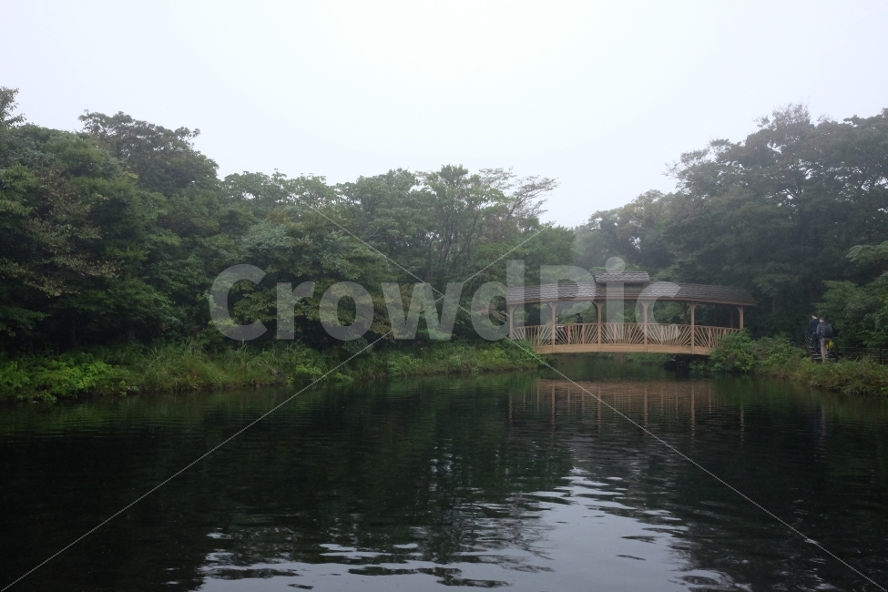 호수,나무,자연,풍경,안개,제주,에코랜드,여행,숲,자연,풍경,nature,landscape,제주도,jeju,jeju island,한국자연풍경,한국자연경관,korea nature landscape,outdoors,옥외,water,물