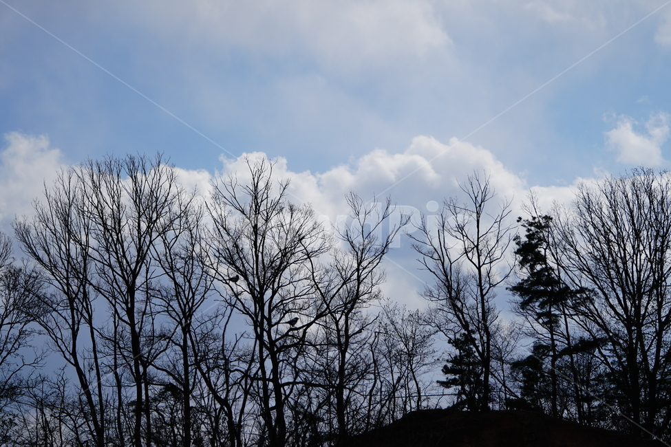 하늘,구름,풍경,landscape,자연,nature,sky,cloud,블루,blue,푸른,푸른하늘,나무,역광,tree,숲,숲속,산림,삼림,나뭇가지,새,조류,동물,까치,봄,4월,계절,season,april,햇빛,겨울,계절,winter,season,자연,풍경,nature,landscape,실루엣,그림자,silhouette,shadow,outdoors,옥외