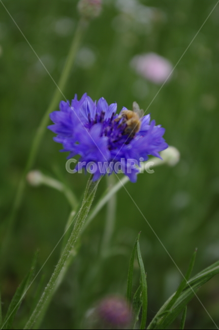 꽃,flower,식물,plant,자연,nature,벌