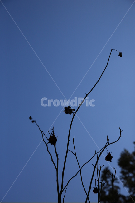 장미,겨울장미,하늘,식물,장미꽃,겨울,계절,winter,season,식물,자연,plants,nature