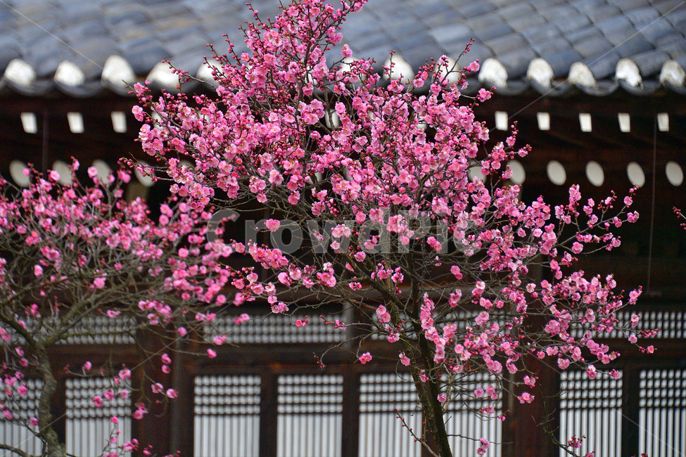 매화,매화꽃,봄꽃,봄,분홍,핑크,pink,식물,나무,spring,봄,계절,spring,season,식물,자연,plants,nature,꽃,flower,outdoors,옥외,garden,정원