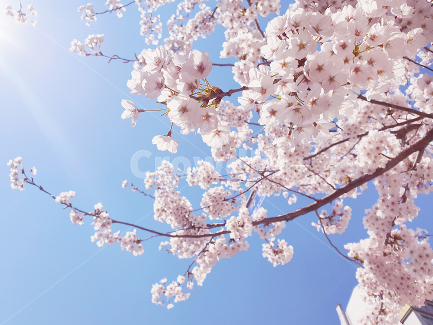 blossom,cherryblossom,식물,flower,plant,꽃,벚꽃,하늘,햇빛,sunshine,태양광,야외,자연,봄,계절,spring,season