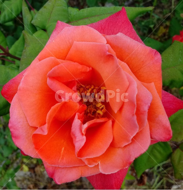 장미,장미꽃,플라워,식물,flower,로즈,붉은장미,rose
