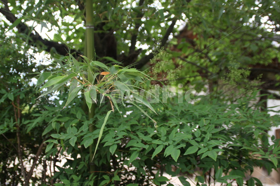 고택,담장,대나무,한옥마을,전주,oldhouse,wall,bamboo,hanokvillage,jeonju,식물,자연,plants,nature