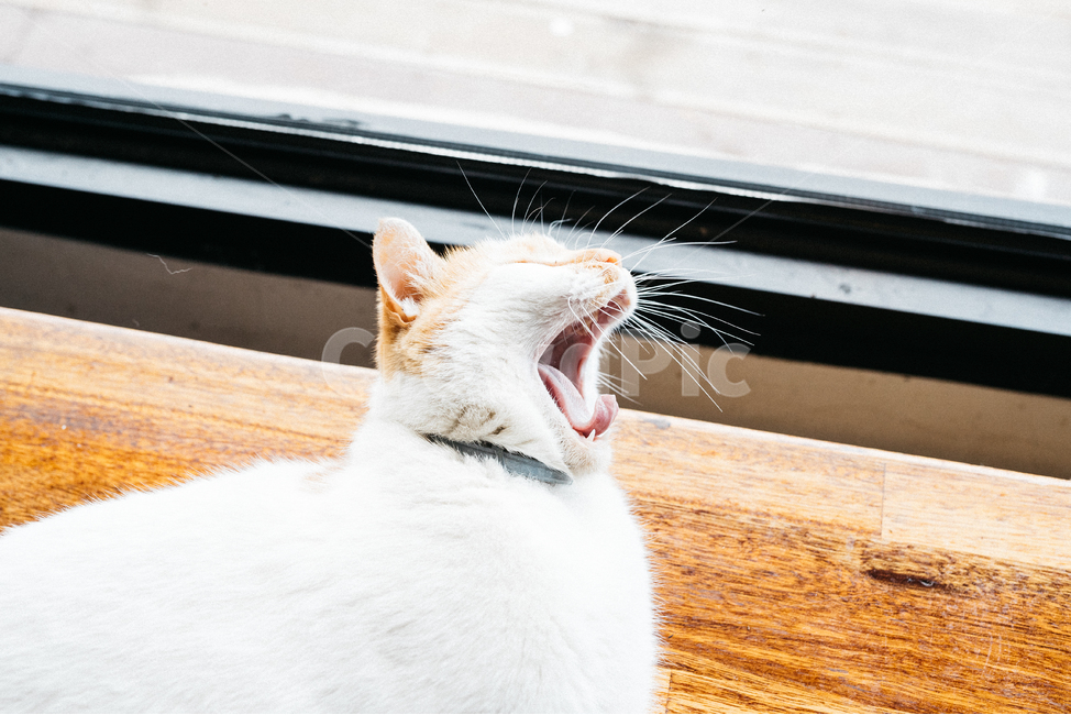 고양이,야옹이,냥,길냥이,꽃냥,동물,야옹,cat,캣,동물,animal,포유류,mammal,고양이,cat,kitten,kitty,감성,sensible,feeling