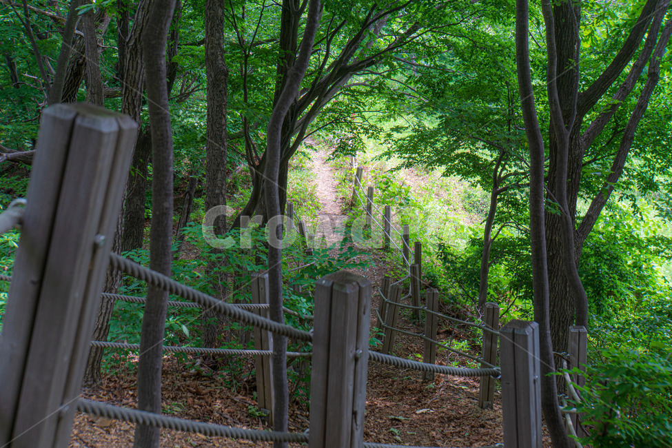 나무,초록색,산책,힐링,야외,mountain,ahikingtrail,tree,green,walk