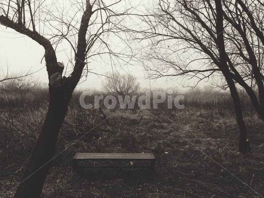 하늘,갈대,가을,감성사진,안개,구름,자연,풍경,nature,landscape,tree,나무,plant,식물