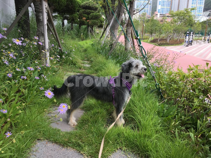 청삽살개,삽살개,개,삽살이,청삽살이,동물,animal,포유류,mammal,개,강아지,dog,doggy
