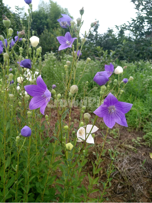 도라지밭,도라지,도라지꽃,도라지재배,농작물,식물,자연,plants,nature,꽃,flower