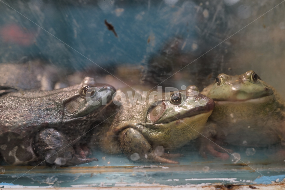 식용개구리,황소개구리,frog,ediblefrog,개구리,bullfrog,wildlife,야생동물,amphibian,동물,animal,도마뱀,상점,마트,lizard,비열한,reptile
