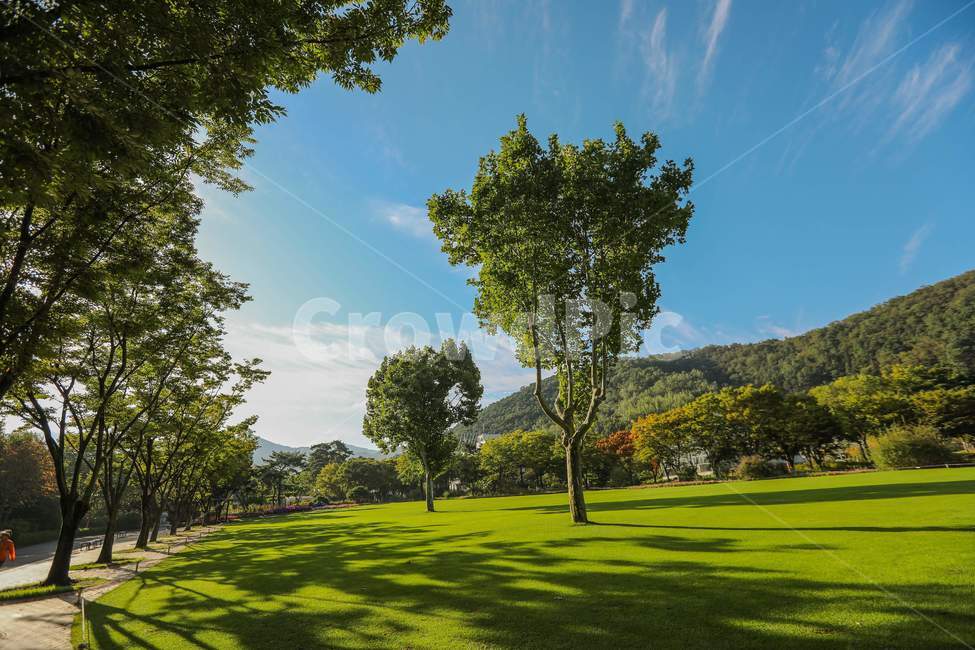 grass,잔디,plant,식물,양버즘나무,플라타너스,platanus,가을,푸른하늘,bluesky,자연,풍경,nature,landscape