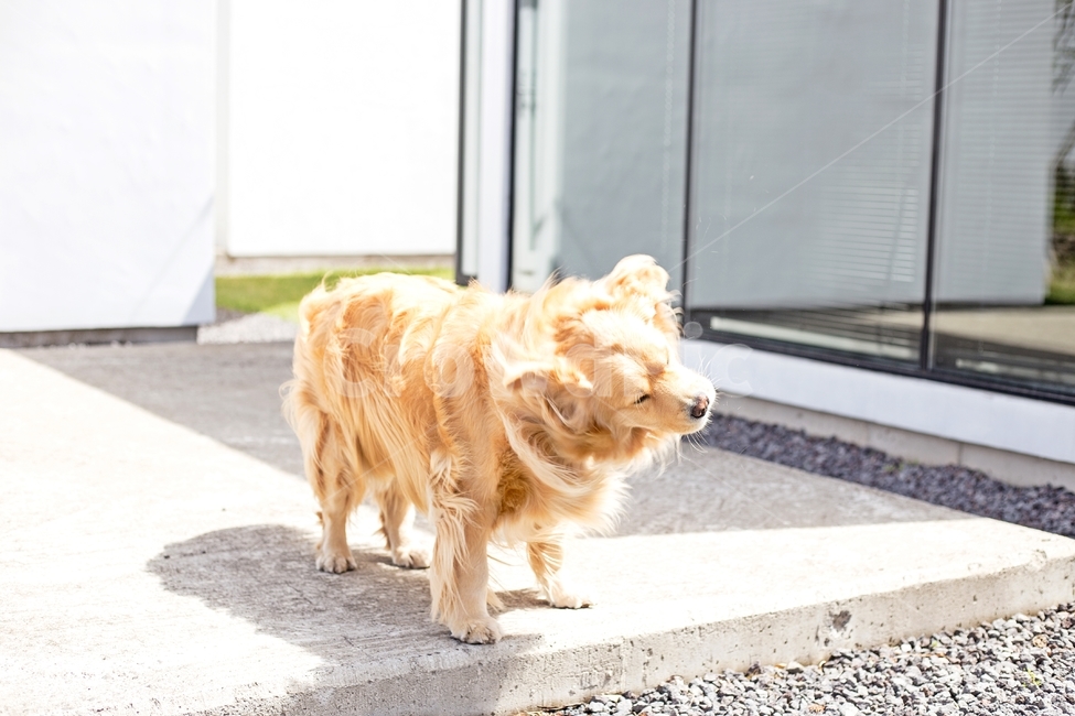 개,강아지,그림자,동물,dog,animal,반려견,동물,animal,포유류,mammal,개,강아지,dog,doggy
