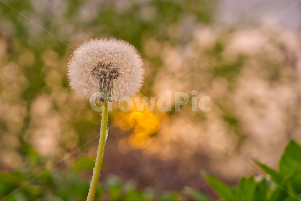봄,뽐꽃,꽃,계절,식물,감성,자연,야생화,들꽃,식물,자연,plants,nature,꽃,flower