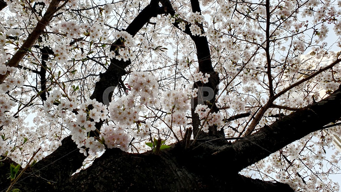 봄,벚꽃,꽃나무,spring,cherryblossom,꽃송이,봄기운