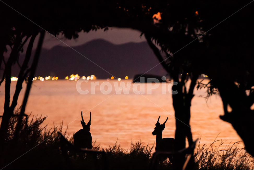 사슴,일몰,실루엣,동물,야생동물,자연,하늘,바다,물,silhouette,sky,sunset,outdoor,nature,dusk,deer,사슴뿔,풍경배경,배경,일몰배경,동물,animal,실루엣,그림자,silhouette,shadow
