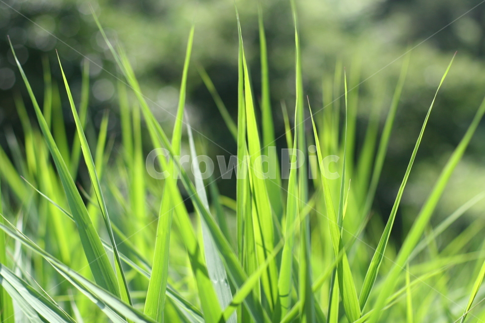 초록,자연,신선,풀,햇쌀,풍경,맑음,식물,자연,plants,nature