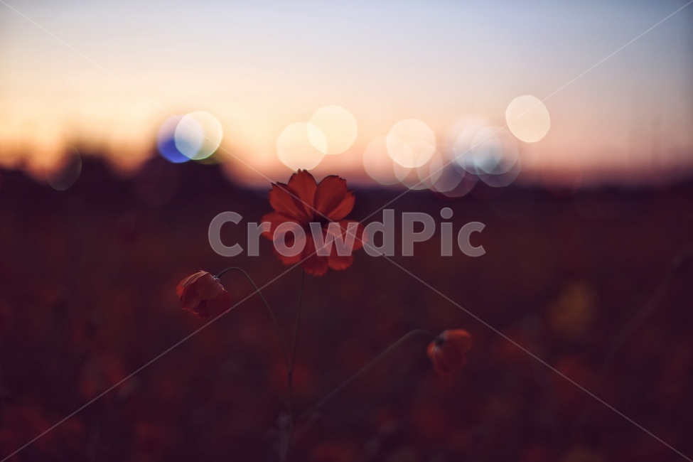 코스모스,가을,보케,꽃잎,꽃,가을,계절,fall,autumn,season,식물,자연,plants,nature,꽃,flower,감성,sensible,feeling,flare,플레어,light,빛