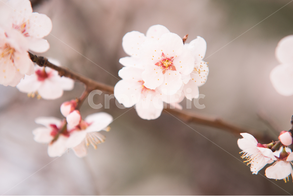 벚꽃,나무,분홍,꽃,봄,봄,계절,spring,season,식물,자연,plants,nature,꽃,flower,감성,sensible,feeling,plant