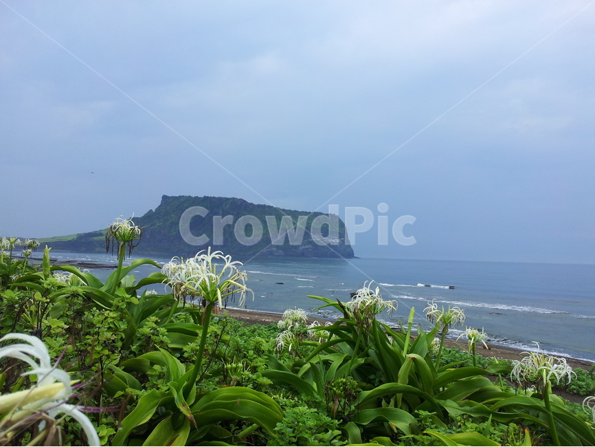 일출봉,성산일출봉,제주도,문주란,한국,장관,제주,자연,풍경,nature,landscape,한국자연풍경,한국자연경관,korea nature landscape,해변,바다,beach,sea,제주도,jeju,jeju island,식물,plants,꽃,flower,outdoors,옥외,land,땅,water,물,shoreline,해안선,ocean,대양,coast,연안