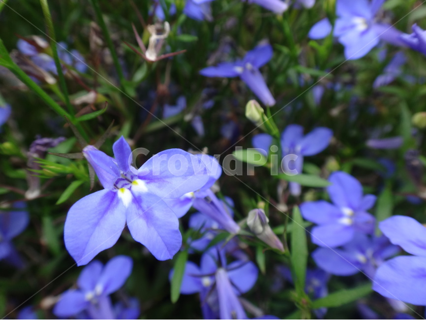 보라,꽃,자연,식물,등산로,식물,자연,plants,nature,꽃,flower