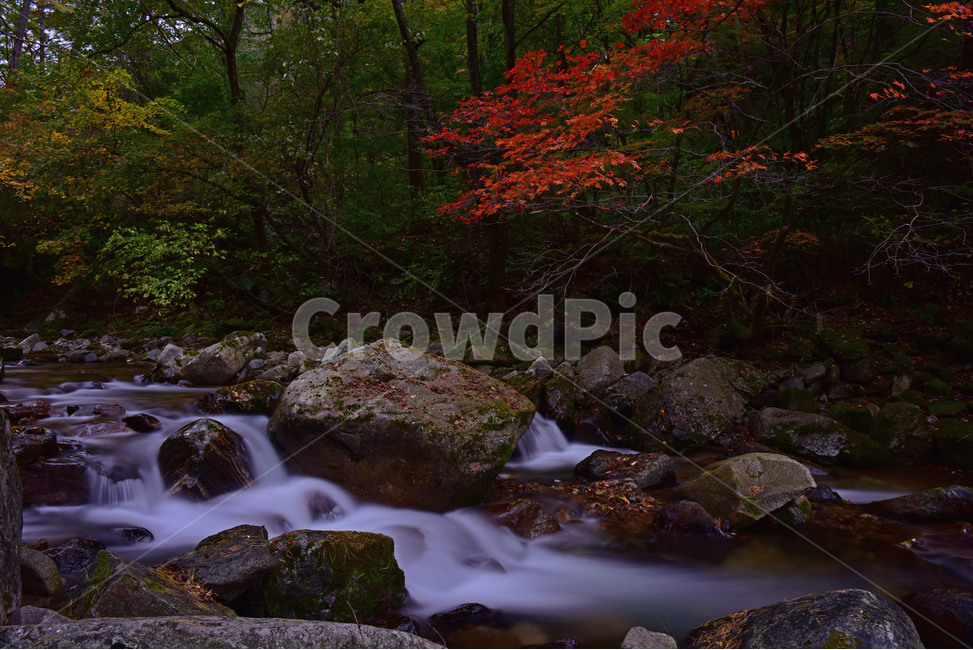 water,물,nature,자연,풍경,흐름,방태산,가을,계절,fall,autumn,season,자연,풍경,nature,landscape,outdoors,옥외,tree,나무,plant,식물