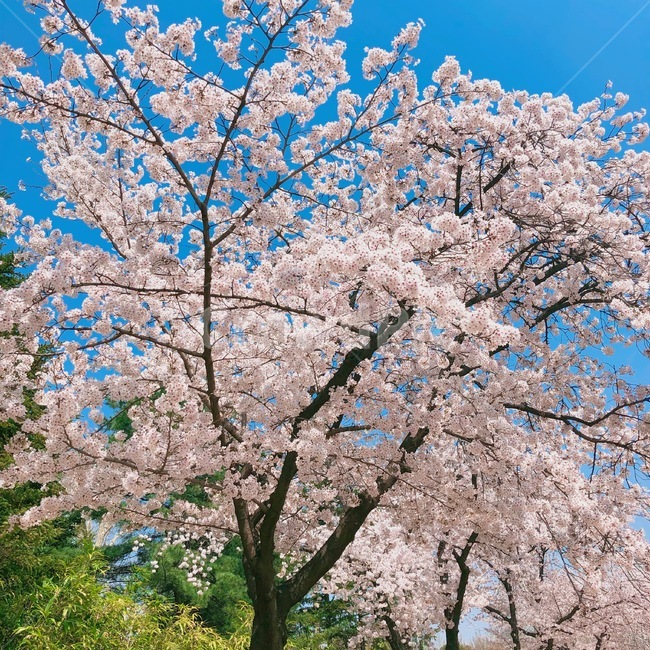 벚꽃,하늘,풍경,나무,봄,꽃