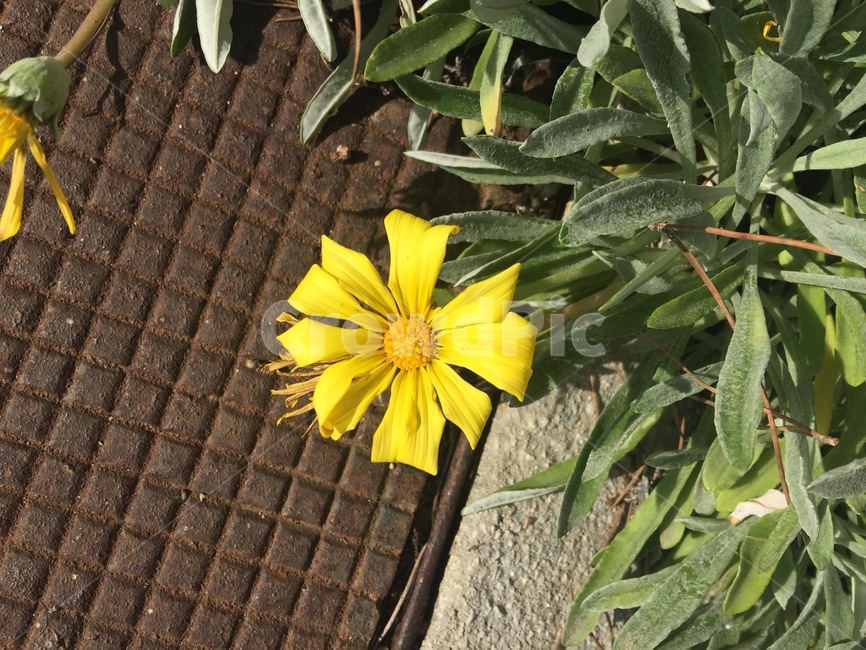plant,식물,꽃,flower,노랑,street,nature,자연,blossom