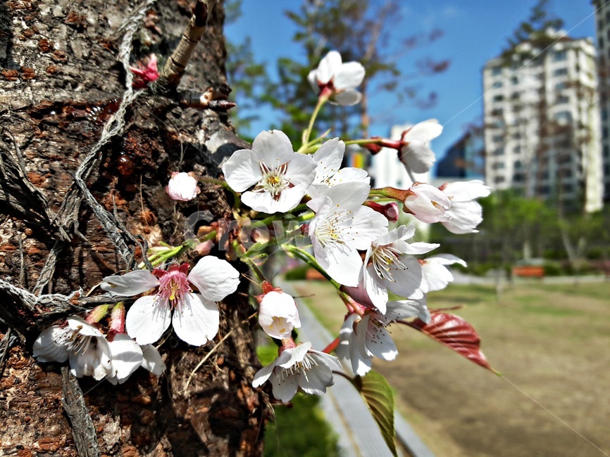 벗꽃,봄,나무에핀꽃,꽃,봄꽃,꽃나무,새봄,이른봄,식물,자연,plants,nature,꽃,flower
