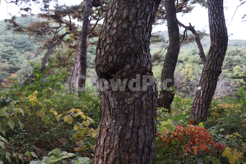 tree,나무,plant,봉곡사,아산,천년의숲