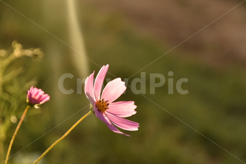 대한민국,가을,꽃,가을꽃,흰색,파스텔,코스모스,노을,역광,식물,자연,plants,nature,가을,계절,fall,autumn,season,꽃,flower,plant,blossom,petal,꽃잎,geranium,제라늄
